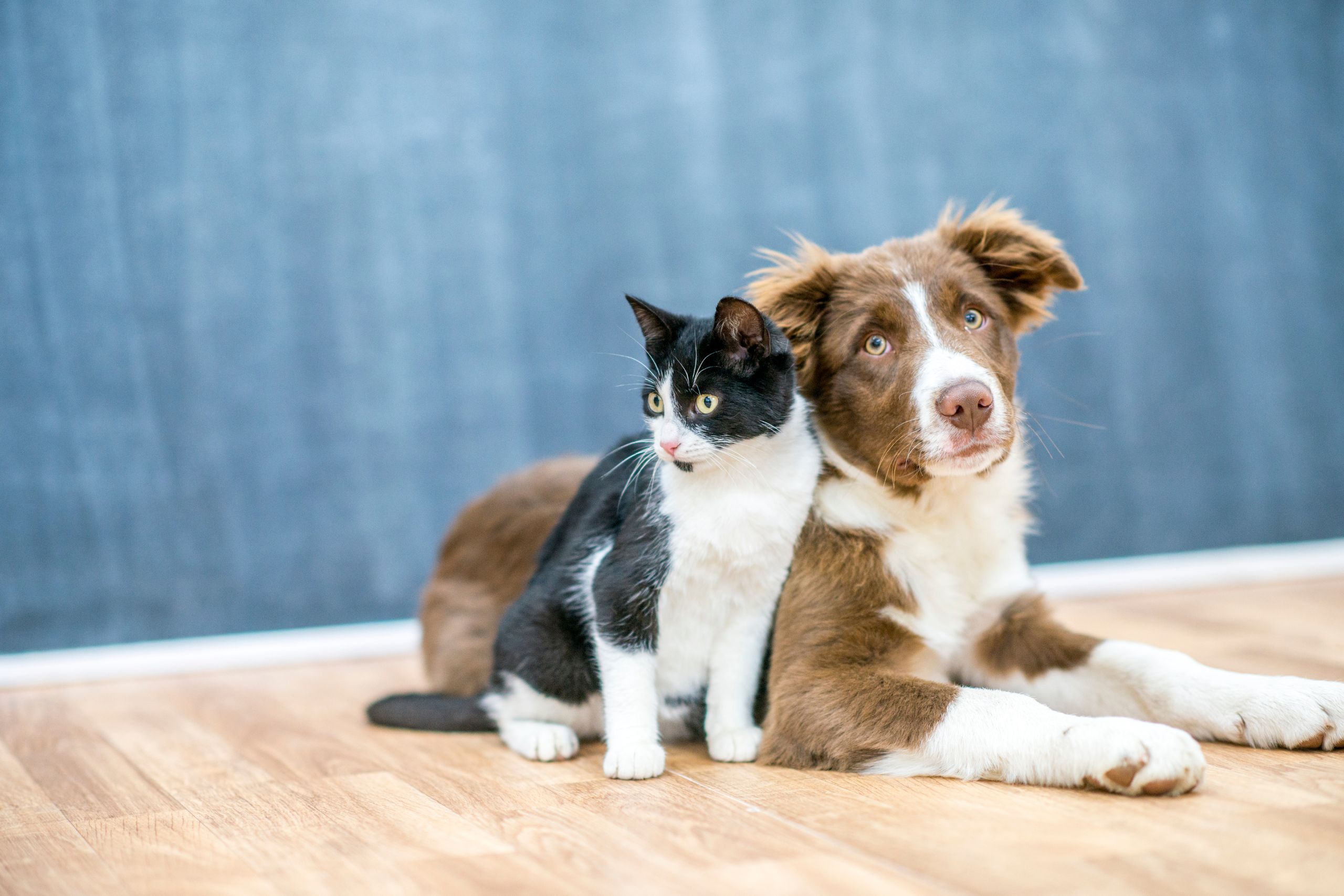 Seasonal Pet Care: Keeping Your Pets Comfortable And Healthy Year-Round